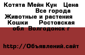 Котята Мейн Кун › Цена ­ 15 000 - Все города Животные и растения » Кошки   . Ростовская обл.,Волгодонск г.